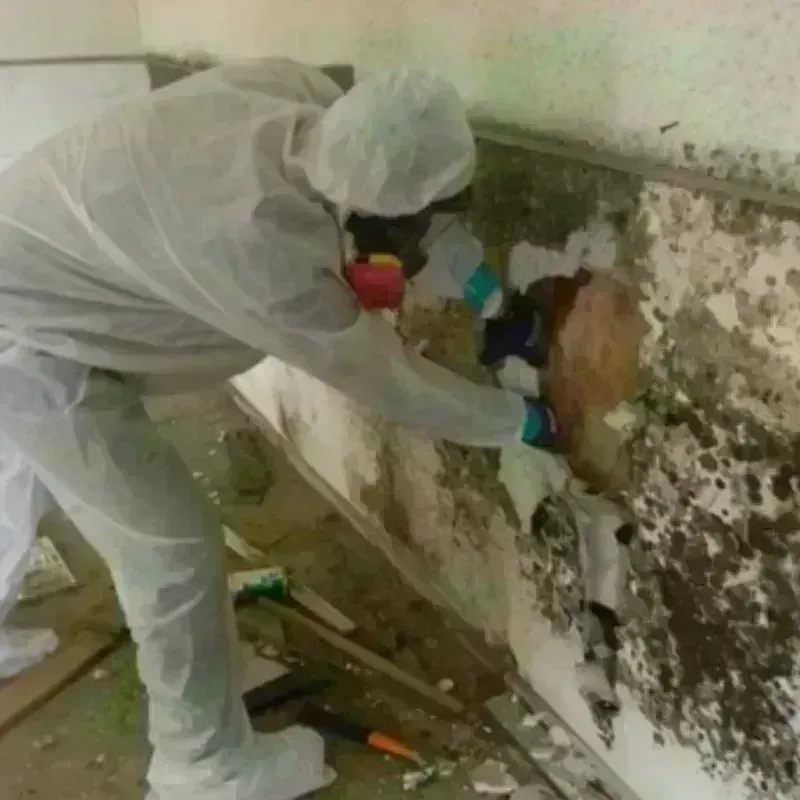 Mold Remediation and Removal in Cedar City, UT